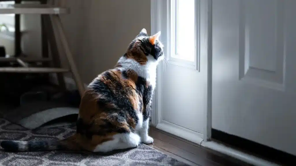 In This European Country, It Is Forbidden to Leave Your Cat Alone All Day