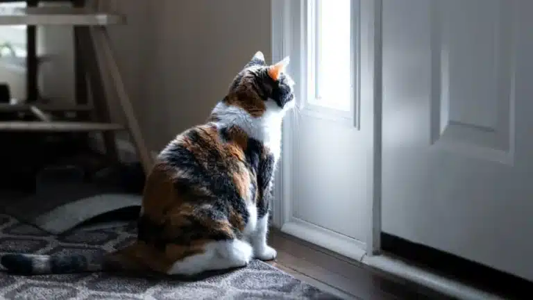 In This European Country, It Is Forbidden to Leave Your Cat Alone All Day