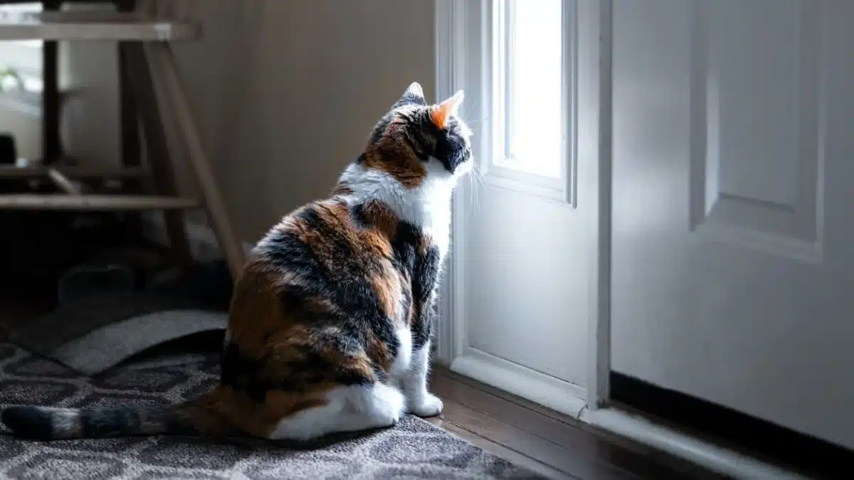 In This European Country, It Is Forbidden to Leave Your Cat Alone All Day